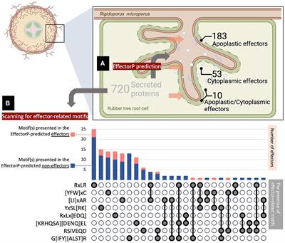 In silico analysis of secreted effectorome of the rubber tree pathogen Rigidoporus microporus highlights its potential virulence proteins